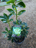 Illicium anisatum Japanese Star Anise