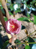 Magnolia Pink Pearl