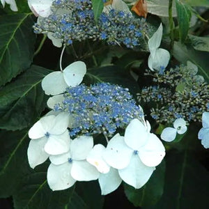 Hydrangea Veitchii