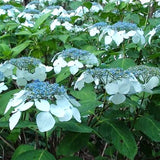 Hydrangea macrophylla White Wave