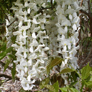 Wisteria sinensis - White Chinese Wisteria - growing - ready April 2025