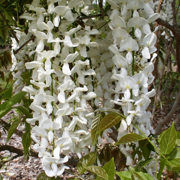 Wisteria sinensis - White Chinese Wisteria - growing - ready April 2025