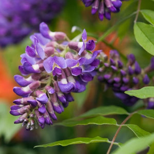 Wisteria Pondside Blue - growing - ready April 2025
