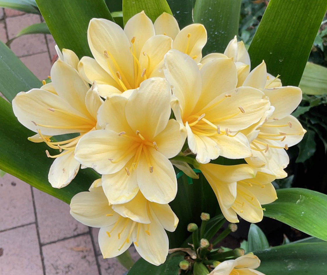 Yellow Clivia Clivia miniata Cream Yellow – Mother Earth Nursery