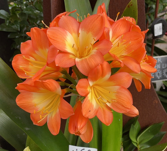 Clivia Belgium Hybrid Orange