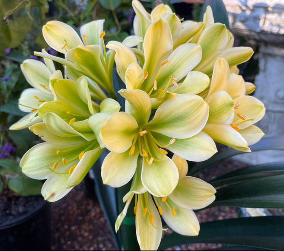 Clivia miniata Green Throat Yellow