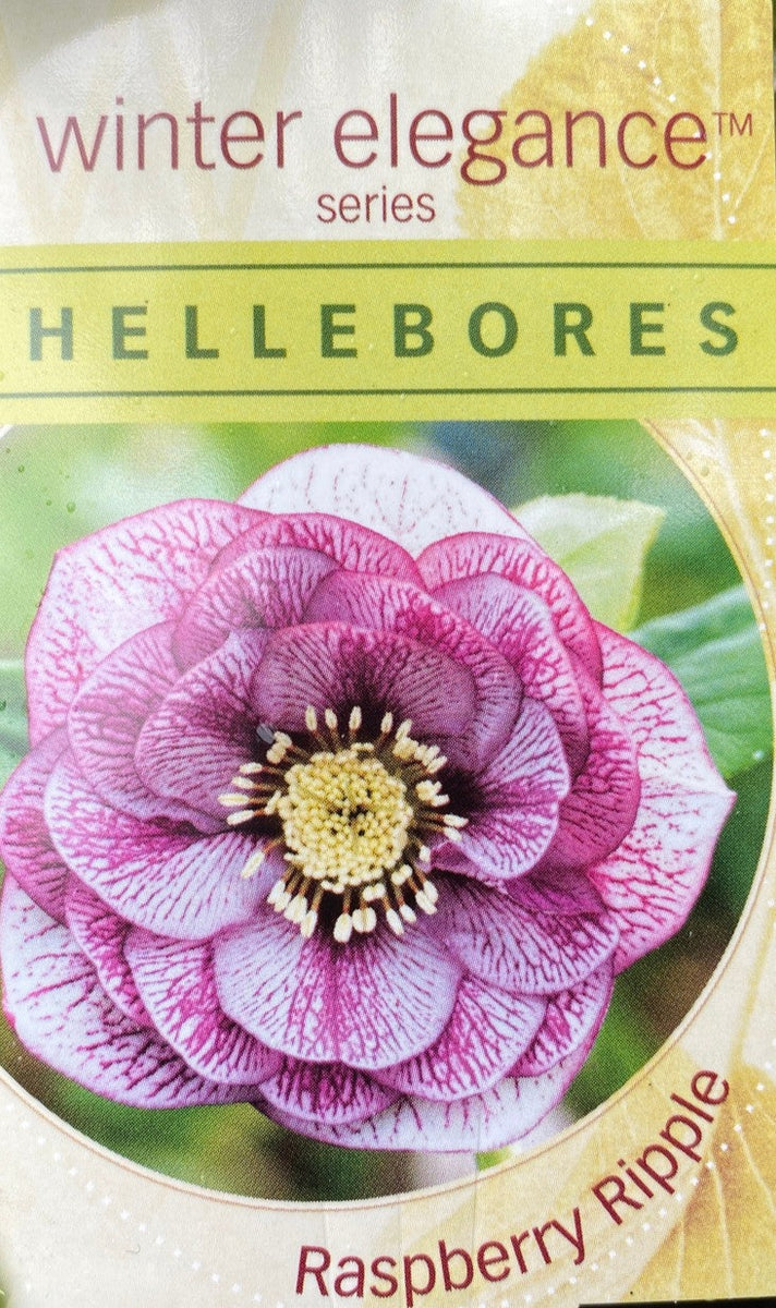 Hellebore Double Raspberry Ripple – Mother Earth Nursery