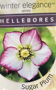 Hellebore Single Sugar Plum