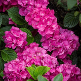 Stormcloud Hydrangea