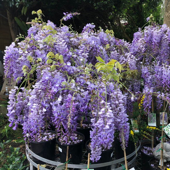 Wisteria floribunda Mauve/Purple Japanese Wisteria