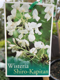 Wisteria Shiro-Kapitan