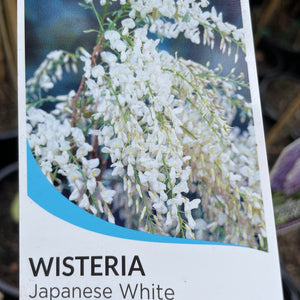 Wisteria floribunda alba - White Japanese Wisteria - growing - ready April 2025