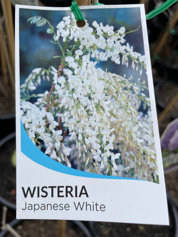 Wisteria floribunda alba - White Japanese Wisteria