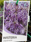 Wisteria floribunda Mauve/Purple Japanese Wisteria