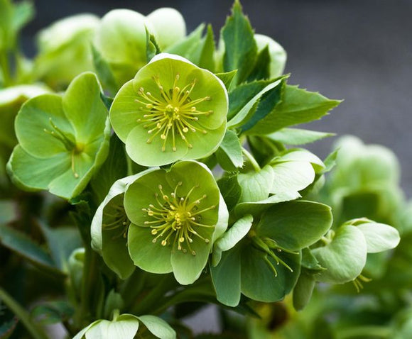 Helleborus argutifolius Holly Leaved Hellebore or Corsican Hellebore