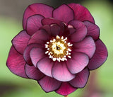 Hellebore Double Burgundy