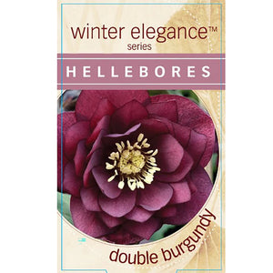 Hellebore Double Burgundy
