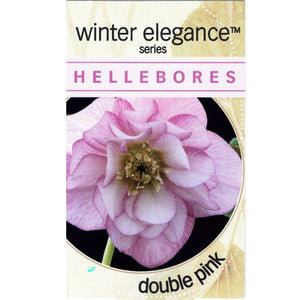 Hellebore Double Pink