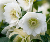 Hellebore Double White