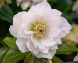 Hellebore Double White