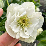 Hellebore Double White