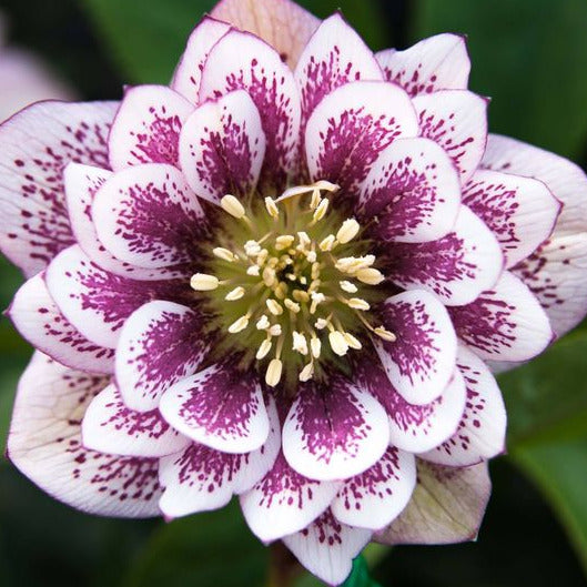 Hellebore Double White Spotted