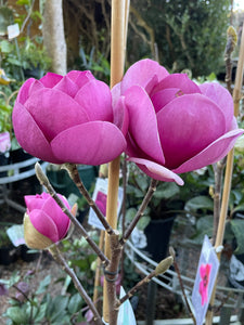 Magnolia Black Tulip 330mm pot