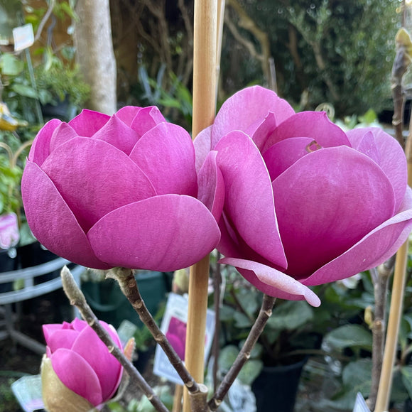 Magnolia Black Tulip - available in store - not for postage.