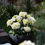 Hydrangea Obsidian Collection White Knight