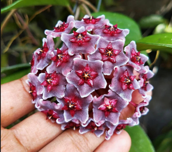 Hoya pubicalyx Red Buttons
