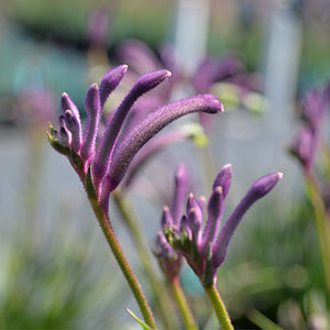 Kangaroo Paw Celebrations® Carnivale PBR - Our Next Plants Ready in April 2024