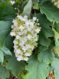 Hydrangea Snow Flake  (Double Flowered Oak Leaf Hydrangea)