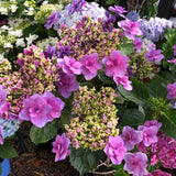 Hydrangea Komachi