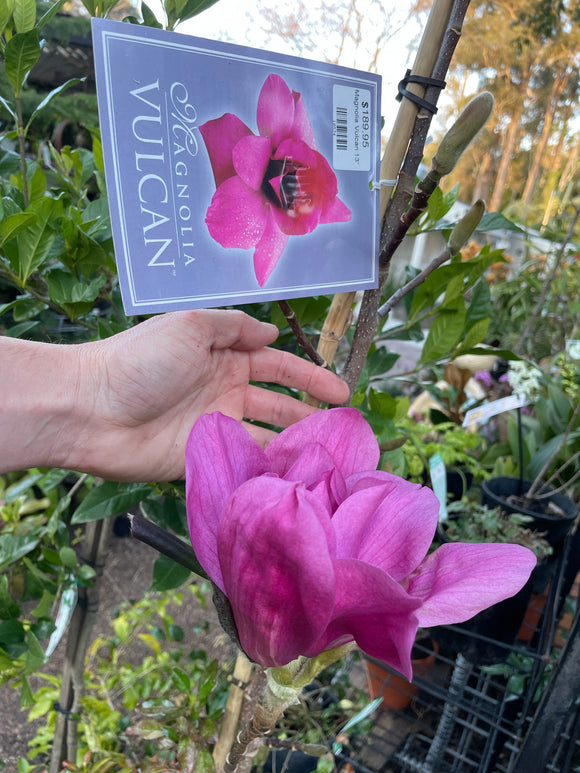 Magnolia Vulcan - available in store - not for postage.