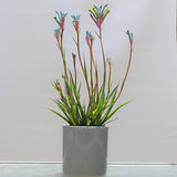 Kangaroo Paw celebrations ® Fireworks PBR