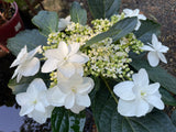 Hydrangea White Angel - Growing