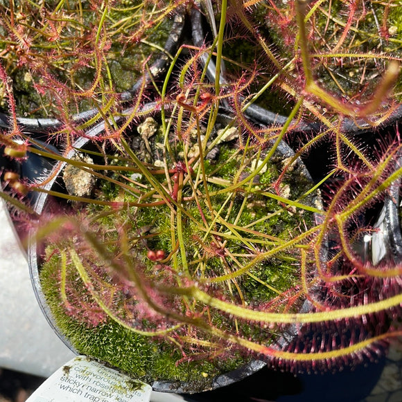 Drosera binata (Australian Fork-Leaved Sundew)