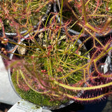 Drosera binata (Australian Fork-Leaved Sundew)