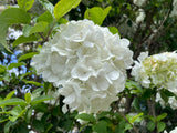 Snowball Tree - Viburnum opulus sterile