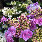 Hydrangea Komachi