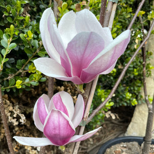 Magnolia Soulangeana - Saucer Magnolia