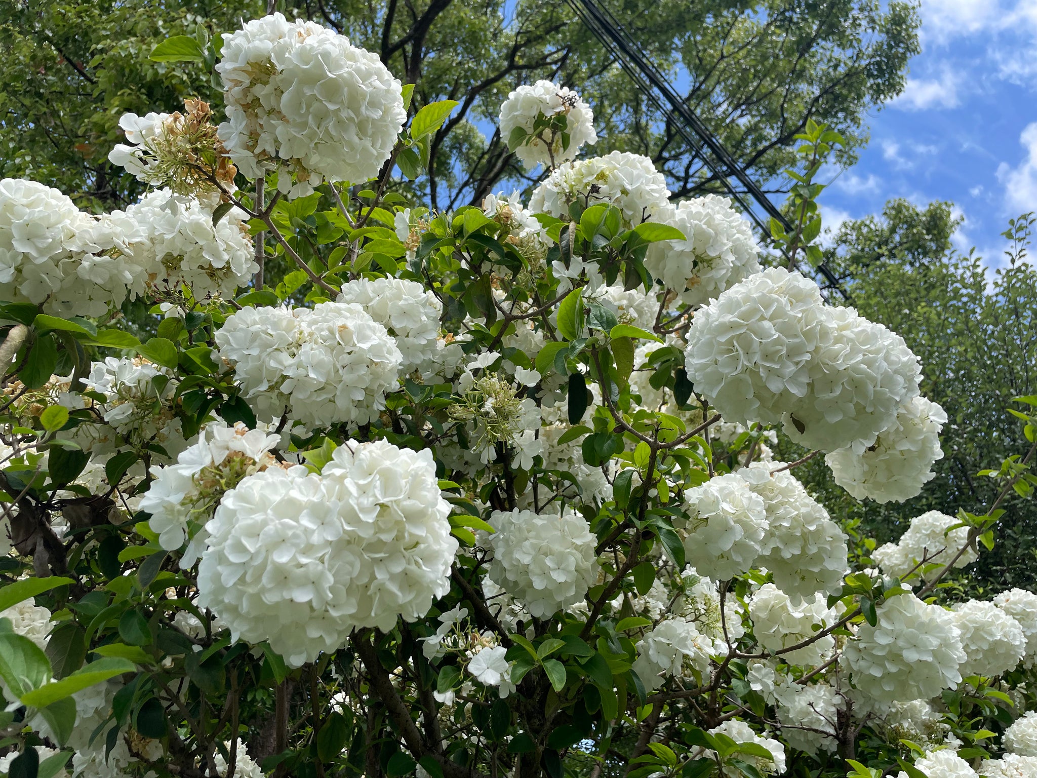 Snowball viburnum deals