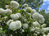 Snowball Tree - Viburnum opulus sterile