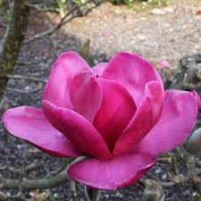 Magnolia Felix