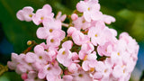 Luculia gratissima Early Dawn