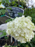 Snowball Tree - Viburnum opulus sterile