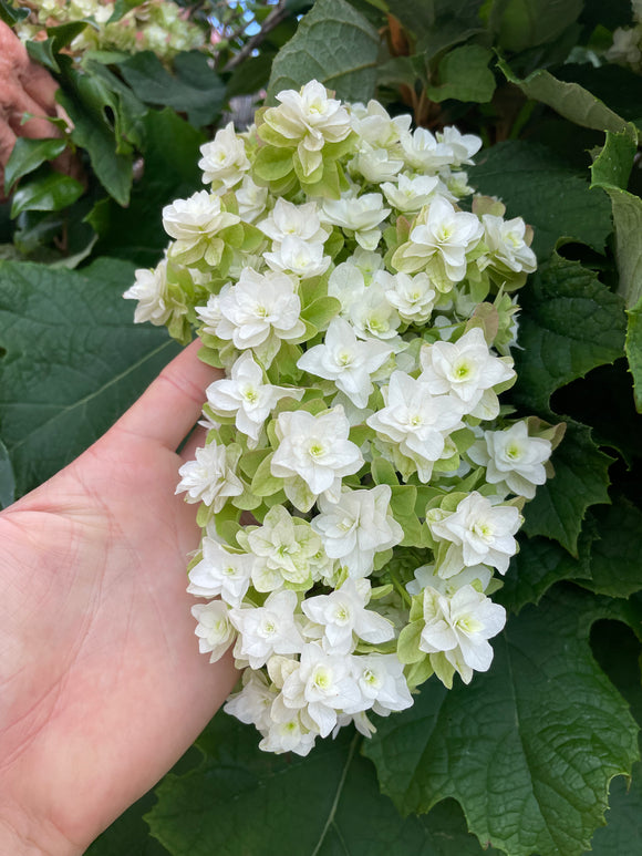 Hydrangea Snow Flake  (Double Flowered Oak Leaf Hydrangea)