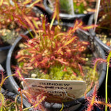 Drosera capensis Tamlins Red (Cape Sundew) Growing - Ready Soon!