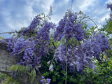 Wisteria sinensis Chinese Wisteria