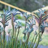 Kangaroo Paw Celebrations® Cocktail PBR - Our Next Plants Ready in April 2024